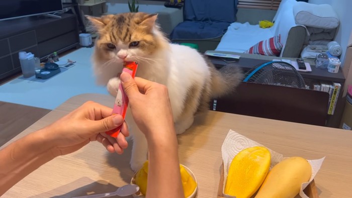 猫用おやつを食べる猫