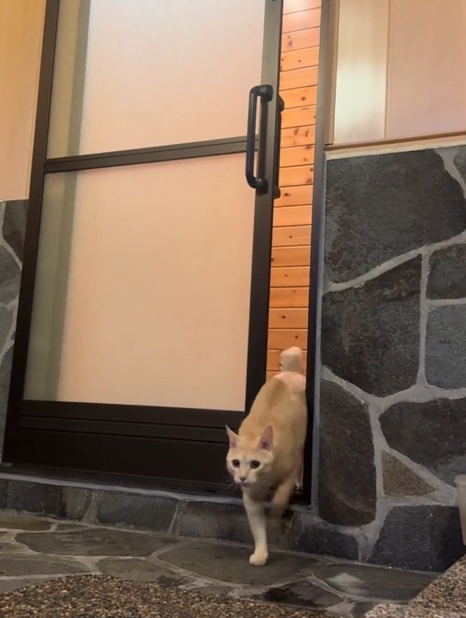 歩く猫