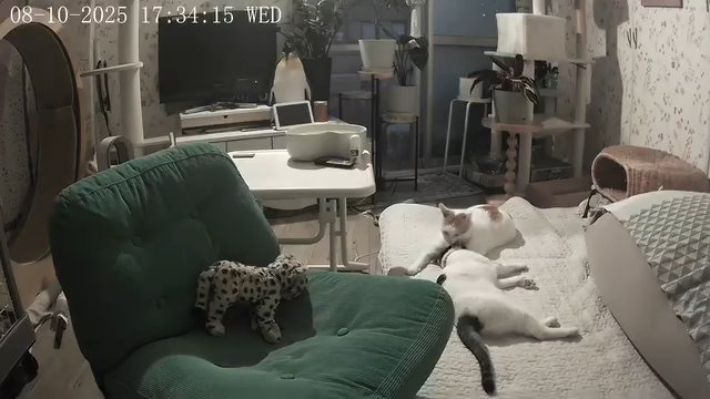 寄り添う2匹の猫