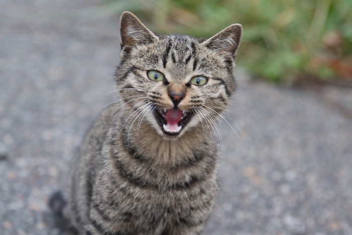 鳴く猫