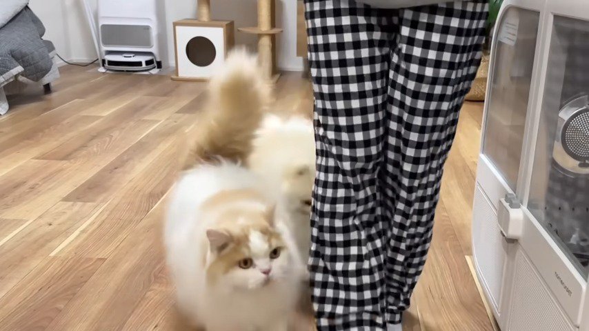 足元猫正面