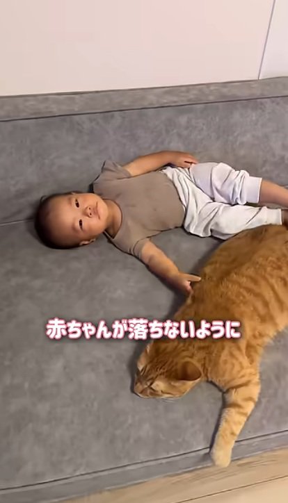 赤ちゃんと一緒に寝ている猫