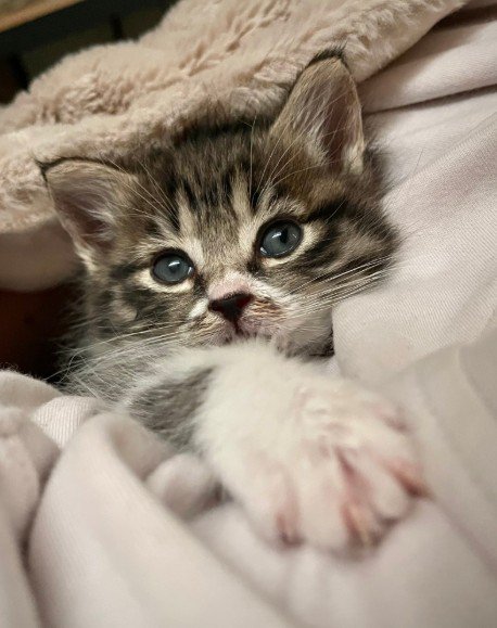布団の中から顔を出す子猫