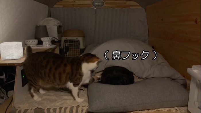 飼い主の鼻に手を伸ばす猫