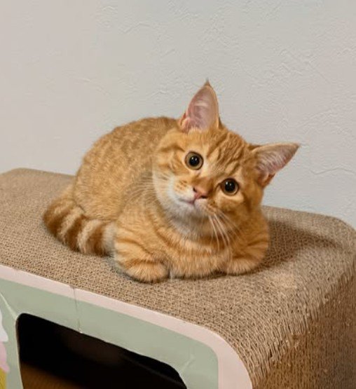 爪とぎに乗る猫2
