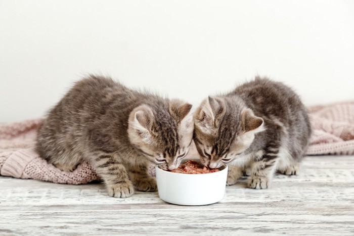 1つの餌を食べる子猫