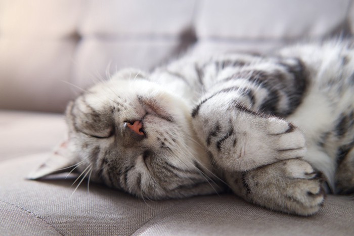 ソファーで眠りこけるアメショ
