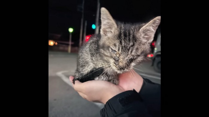 手のひらに乗る弱っている子猫
