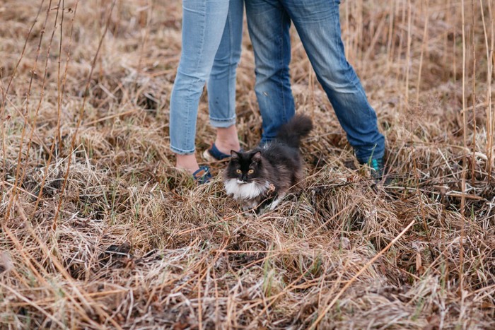 人間の足元にいる猫