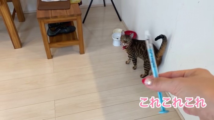 見上げる猫と薬