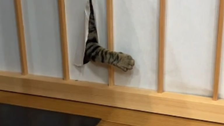 破れた障子と猫