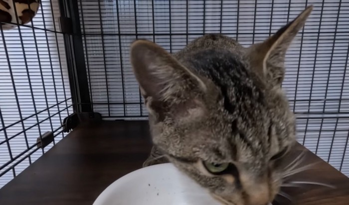 ごはんを食べ終わった猫