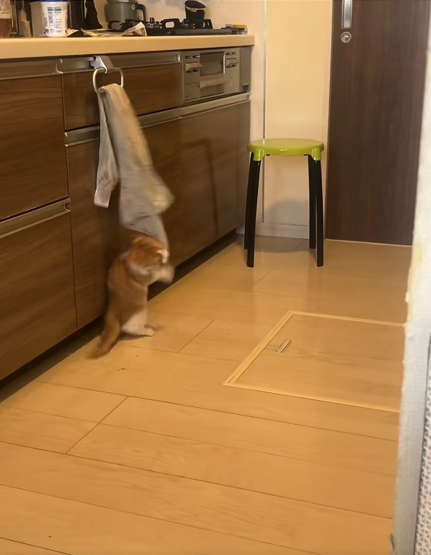 後ろ足で立ったままタオルをくわえて首を捻っている猫
