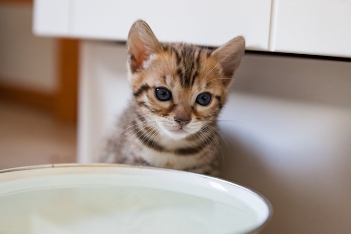 水の前でたたずむ子猫