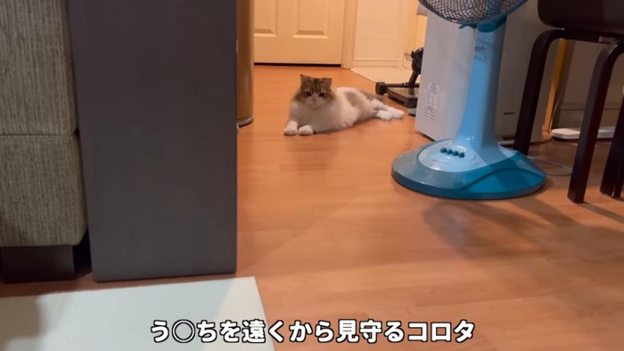 遠くで後ろ足を伸ばして座る猫