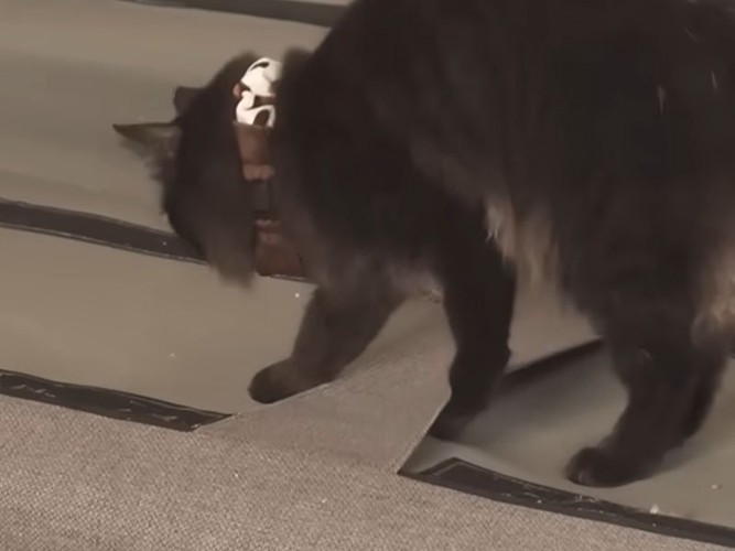 ソファの上の猫