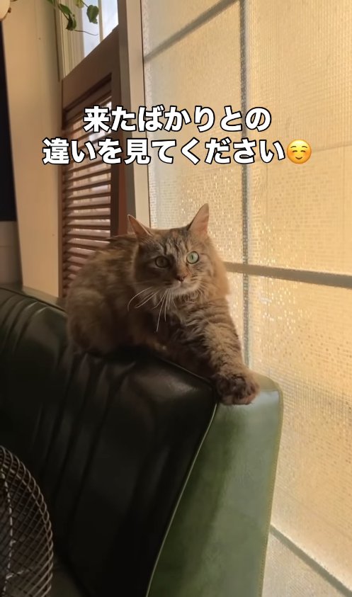 ガラス戸の前でソファの背もたれに乗って両前足を伸ばしている長毛猫