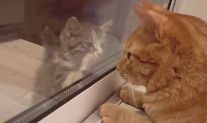 窓越しの子猫と先住猫2