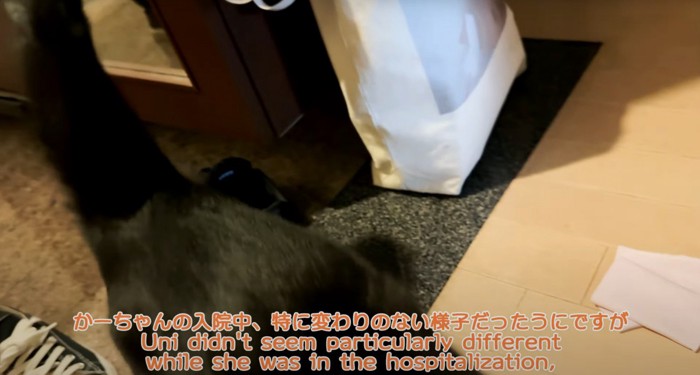 かけよる猫