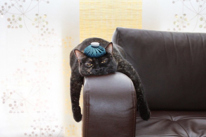 保冷剤を乗せている猫