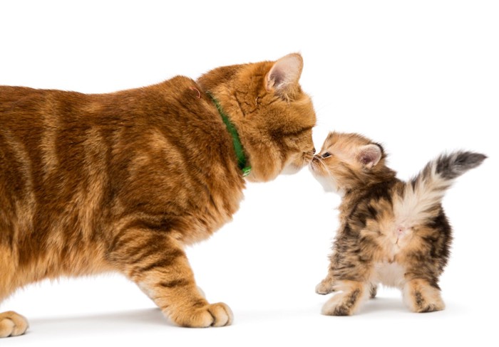 鼻キスをする子猫と親猫