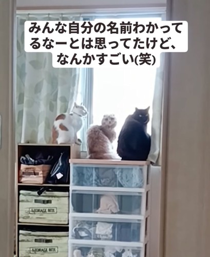 勢いよく振り返る猫