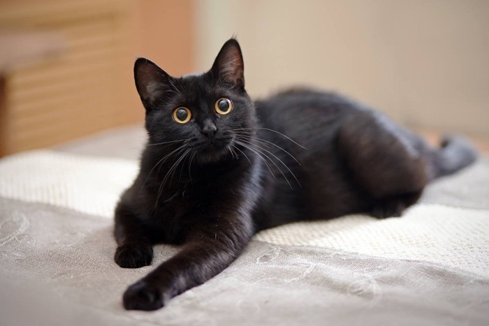 ソファーに横たわる黒猫