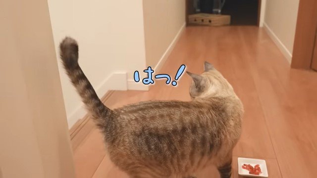 振り返る猫