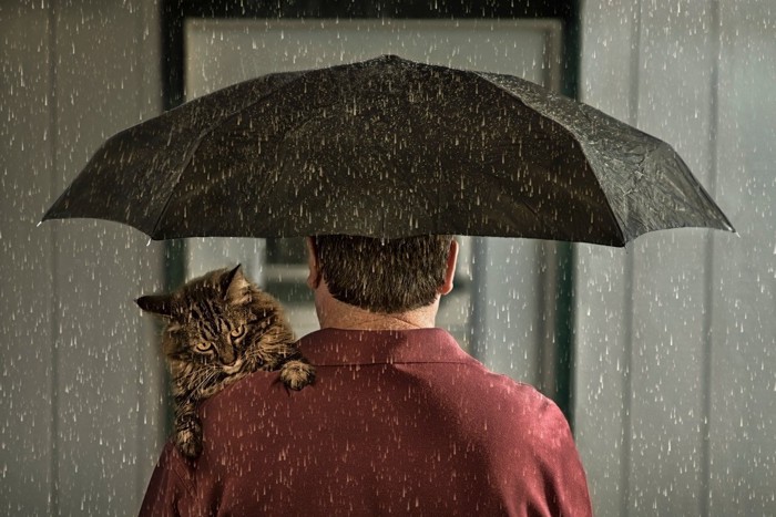 傘の男性と猫