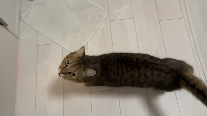 見上げてニャー