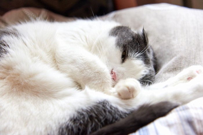 いかにも眠そうな目の猫
