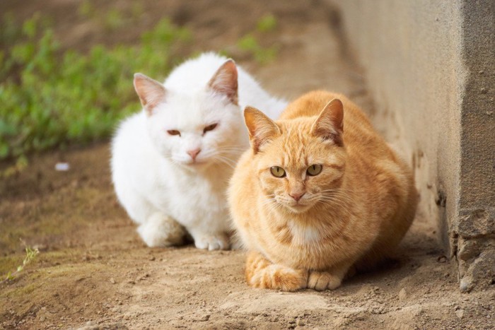 野良猫の夫婦