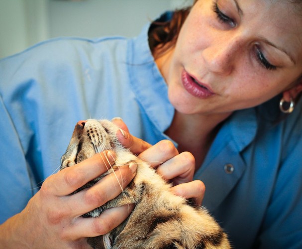 猫の顎を確認している女性