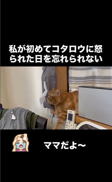 窓辺に寝そべっている猫