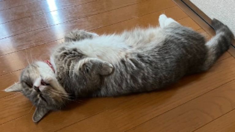 寝ている猫