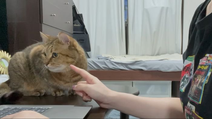 ちょっかいをかける飼い主さん