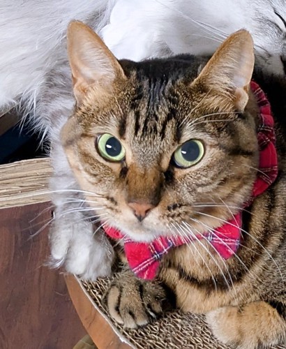 困っている表情の猫