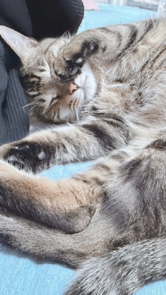 へそ天で目を細める猫