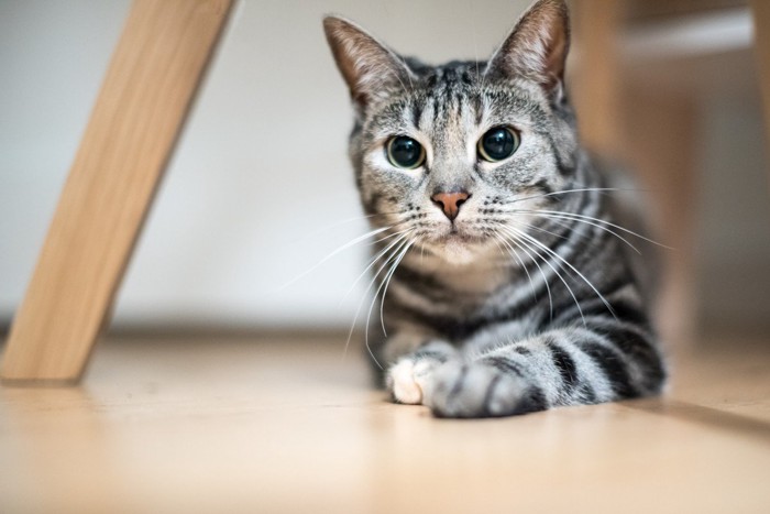 瞳孔が大きくなった猫