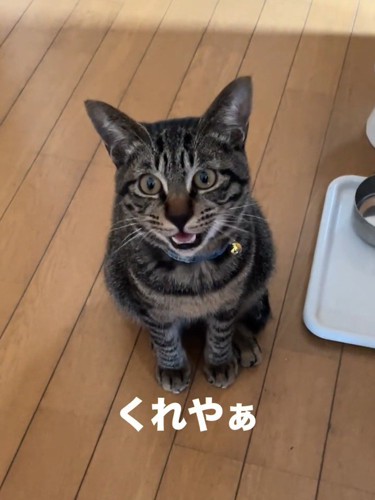お座りして鳴く猫
