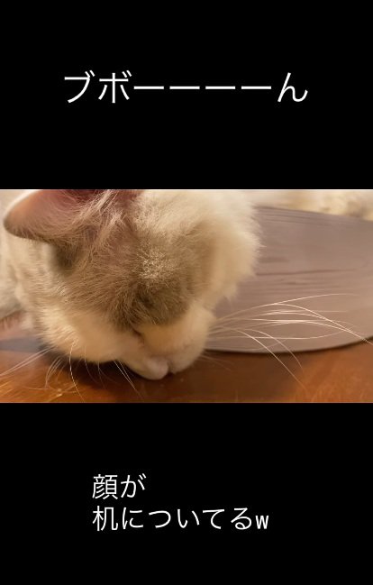 床に顔をつけて寝ている猫