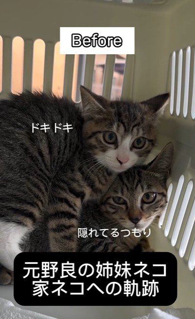 キャリーの隅で震えている2匹の子猫