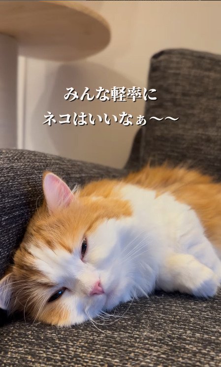 寝転ぶ猫