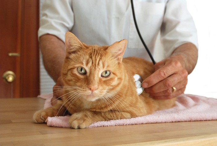 獣医師に診察される猫