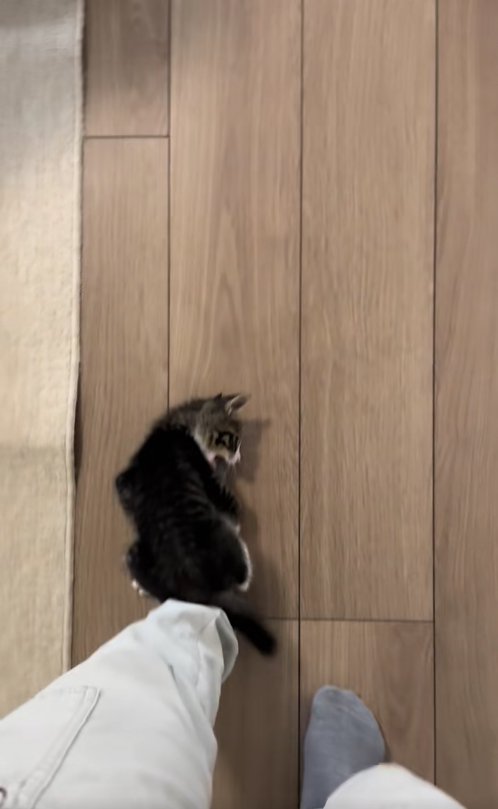 保護主の左足の甲に乗ってつま先に噛みついている子猫
