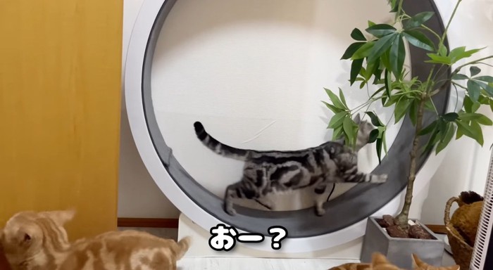 キャットホイールを歩く猫