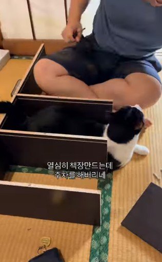 動じない猫