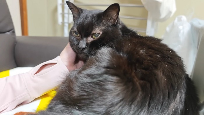 振り向く猫