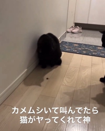 カメムシを見る黒猫