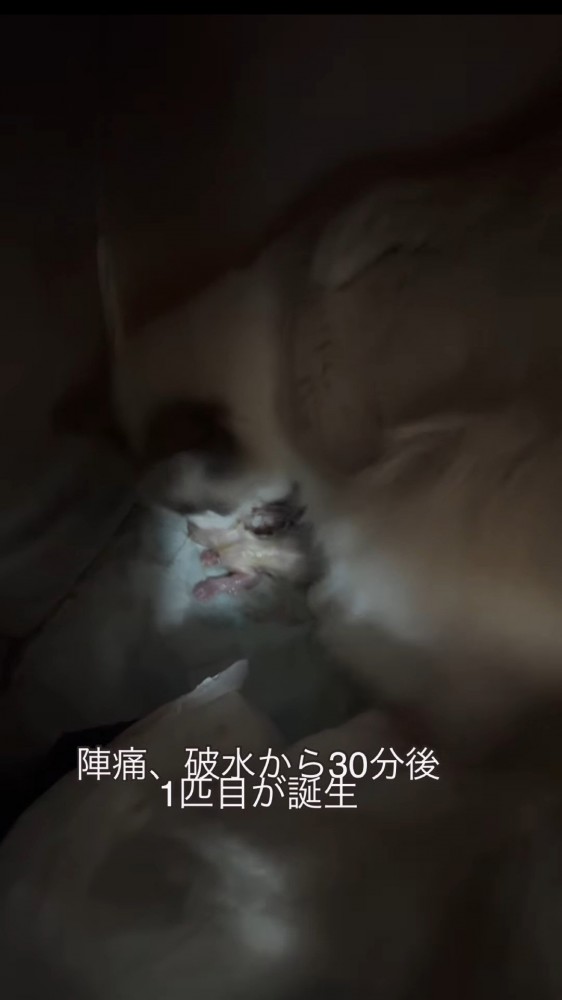 子猫と母猫